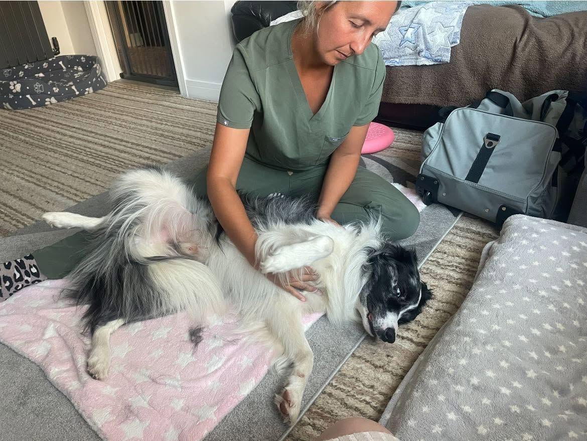 A black and white collie lying on a blanket while Shanice massages their chest